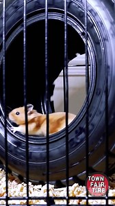 Town Fair Tire on Reels