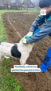 This bird was caught in a weed, but now it's flying free! #bird #animals #birdrescue | Reader's Digest
