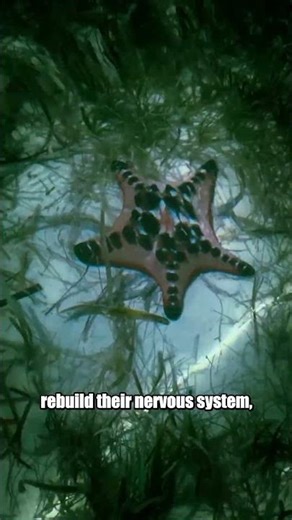 Starfish Can Regrow Their Whole Body From Just One Arm