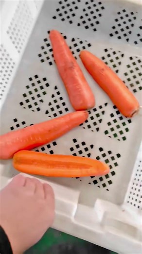 Carrot half cutting machine,cutter halves for root vegetables and fruits. #machine