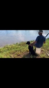 36 reactions | Let’s get it done!  #standardpoodle #breedertrainerlife #loutercreekpoodles #poodlesarefamily #breederofmeritsilver #waterdogs #loutercreekhuntingpoodles | LouterCreek Hunting Poodles | Facebook