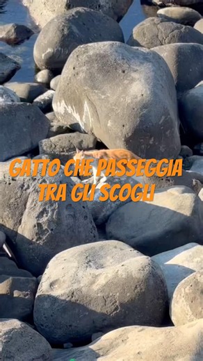 Gatto arancione passeggia tra gli scogli del mare in sicilia #gatto