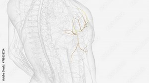 axillary nerve and terminal branches .
