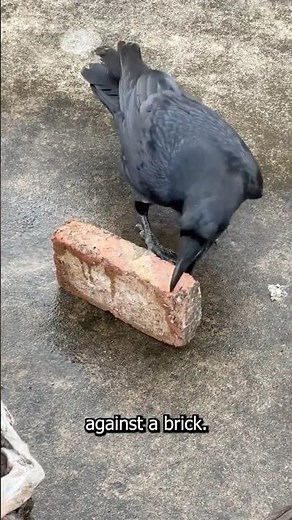 The Smartest Crow Ever 🧠🐦‍⬛ | Genius Crow Cracks a Nut Using a Car #crow #shorts