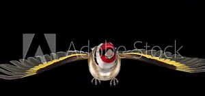 Eurasian Goldfinch - Easter Bird - Flying Loop - Front View CU - Alpha Channel - Realistic 3D animation isolated on transparent background