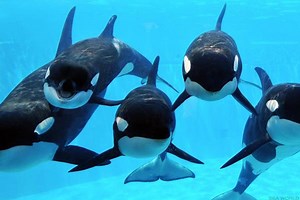 Exxon Mobil Has a Juicy Dividend and a Killer Chart -- It's Time to Buy This Correction