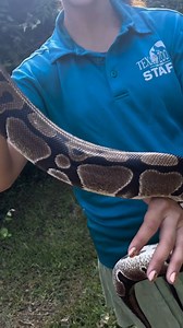 Say hello to Angel, one of incredible ambassador animals here at The Texas Zoo! 🐍 In this video, Desiray is sharing some cool facts about ball pythons and what makes them (and Angel!) so special. Have you ever met Angel in person? | The Texas Zoo