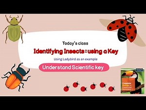 5.4 Scientific Key : Use This Magic Key to Identify Any Insect! / Science / My Science Diaries