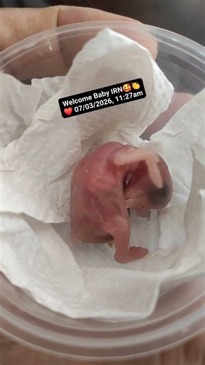 Indian Ringneck #birds #parrot #indianringneck #viral #hobi #shortvideo #peternakburung #pertenakan