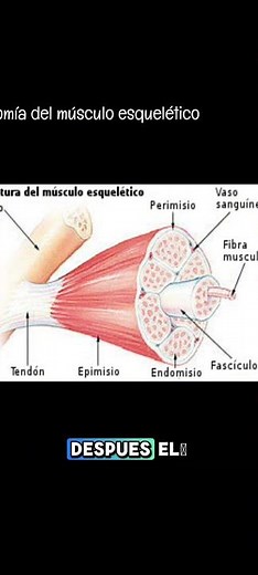 Skeletal muscle anatomy #medicine #education #anatomy #muscle