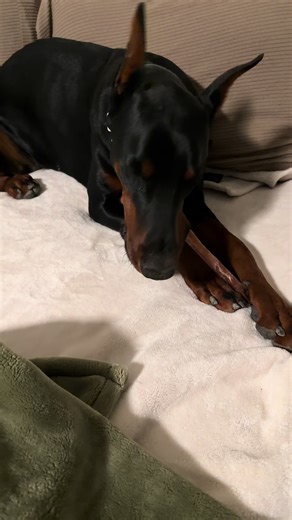 Spotting My Dog's Eyebrows: A Fun Challenge