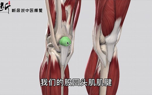 【揭秘膝关节】肌肉篇——膝关节前、后、内、外所有的肌肉总结！
