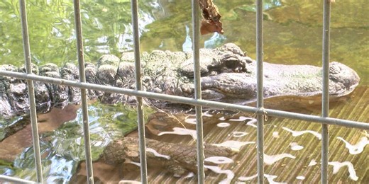 Lufkin’s Ellen Trout Zoo participating in conservation, repopulation program for endangered animals