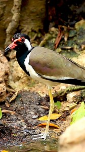 Meet the Red-wattled Lapwing: Nature's Clever Guardian! 🦅 #RedWattledLapwing #WetlandBirds The Red-wattled Lapwing is a striking bird found across South Asia, known for its black crown, white underparts, and distinctive red fleshy wattles near its beak. Commonly seen in wetlands, grasslands, and agricultural fields, this bird is famous for its loud, piercing calls, often alerting others to danger. The Red-wattled Lapwing is known for its ground-nesting habits, and its clever behavior of distrac