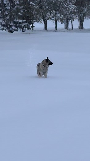 46 reactions | Snow is his happy place! Winter is coming! | Denise Smith | Facebook