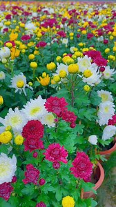 7.2K views · 110 reactions | Imagine a sunlit field stretching out...