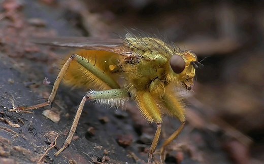【Scathophaga stercoraria】黄粪蝇