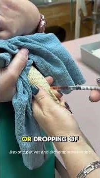 How To Draw Blood On a Bearded Dragon: Lizard Tail Venipuncture