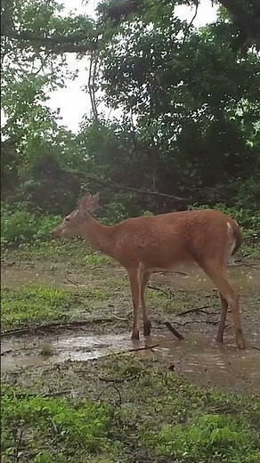 Check out the full episode now on Pursuit, Wild and WayPoint TV!\n\n#Whitetail #Deer #Deer&DeerHunting