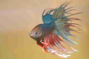Stressed Betta Fish - Causes, Symptoms, & Effective Treatments