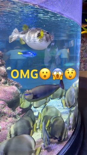 Genoa Aquarium | #aquarium #fish