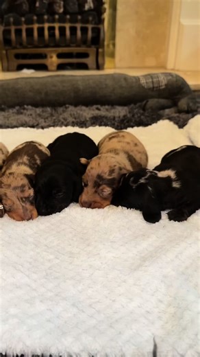 rubyandbarneyy on TikTok