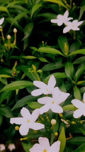 Erath tree nature, Beutiful flower with tree nature #viral #short video # shorts 👌😄 @mreraththing