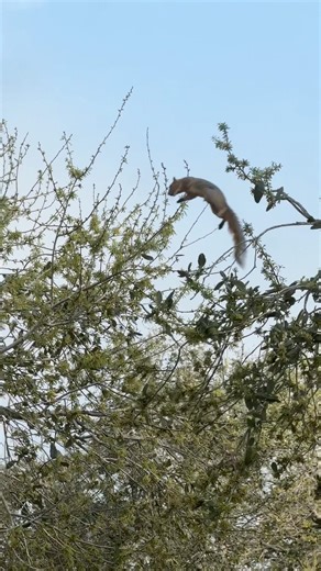 Squirrel jumping across trees