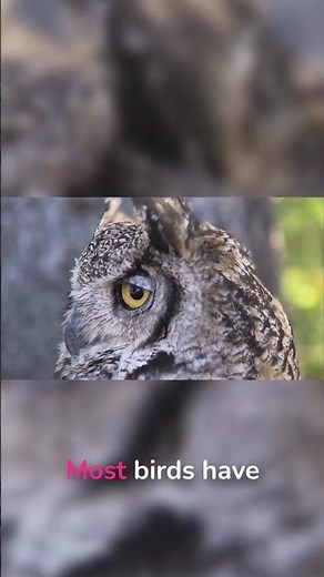 Evolution's Most Genius Hunting Adaptation #wildlife #animals #nature