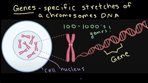 Chromosomes and genes
