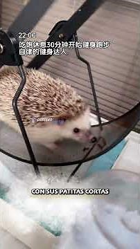 African Pygmy Hedgehog: What you need to know in 97 seconds