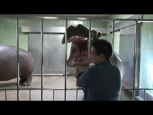 Hippo Feeding at the Cheyenne Mountain Zoo