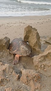 This turtle was stuck on the shore 🐢💧 | Furry Tails