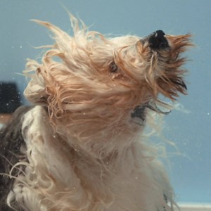 87 reactions · 14 shares | Bathtime? Funtime! Dulux Easycare's moisture and steam resistant formula keeps your bathroom the way you painted it. | Dulux | Facebook