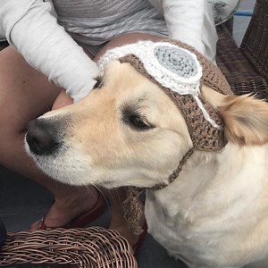 50 Planes Inspired Dog Names | Our Fit Pets