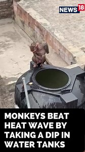 Monkeys take a dip in open tanks to beat scorching heat. #ViralVideo #heatwaveinIndia | News18