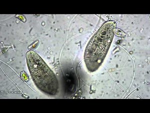 Paramecium Cell Division