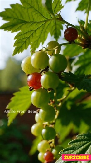 The Amazing Life Cycle of Currants #shorts
