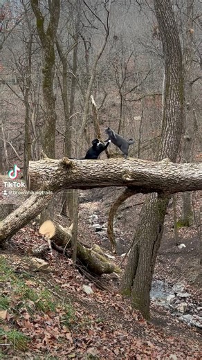 6.1K views · 487 reactions | We found these two last year abandoned at a property and we just couldn’t love them anymore理 I am gonna go out on a limb here, or tree trunk, and say they are pretty happy kitties #trails #hiking #Cats #Dogs #HikingWithCats #ASMR #Animals #GoldenRetrievers #HikingWithDogs #deer #Nature #thedodo #funny #asmrsounds #asmrfood | Brown Hiking Trails | Facebook