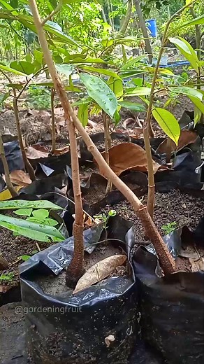 64K views · 623 reactions | Plant grafting & tree care seedling Ep10 #gardeninglife | GardeningFruit | Facebook