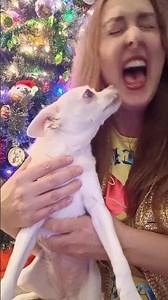 Heavy metal with Chihuahua #funny #dogs #steelheart #heavymetal