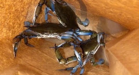Vicious Blue Crabs Attack Caught on Camera