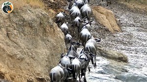 Những Tập Tính Bầy Đàn Điên Rồ Nhất Trong Thế Giới Động Vật Hoang Dã #lungmat #dongvathoangda | Lửng Mật