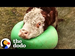Enormous Bull Plays With Balls Like He's A Dog | The Dodo