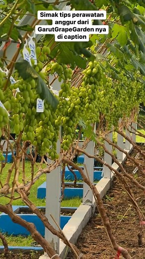 Cara membuat rambatan anggur dengan sistem tralis Y versi Garut Grape Garden adalah sebagai berikut : 1. Jarak tanam 1,5 meter 2. Cabang primer tinggi 1 meter 3. Cabang Sekunder 1,5 meter 4. Cabang Tersier tinggi 120 cm atau 15 tunas bud 5. rata rata cabang tersier dari 1 pohon terdiri dari 12 sampai 14 cabang tersier. 6. untuk buahnya biasanya saya simpan 25 sampai 30 Dompol saja untuk 1 pohon nya dengan tujuan supaya buah nya besar” dan maksimal. 7. jangan lupa penjarangan biar bagus” buahnya 