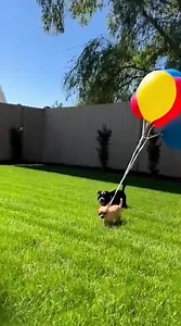 73K views · 1.8K reactions | He try to gave the baby helium balloons to make him fly but it's your time  #FunnyDogs #DogPrank #Chihuahua #AmericanBully #DogRevenge #CobraPrank #FunnyAnimals #DogVideos #PrankWars #CuteDogs #DogLovers #FunnyPets #ViralDogs #DogComedy #PetPrank #BullyDog #ChihuahuaLife #FunnyDogVideos #DogMemes #AnimalPrank #RevengePrank #DogTok #PetLovers #CuteAnimals #HilariousDogs #DogOfTheDay #PrankVideo #FunnyReels #ViralReels #DogHumor | BarkBot Studios | Facebook