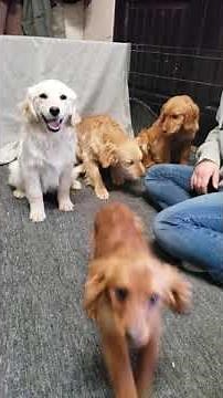 Miniature golden retriever