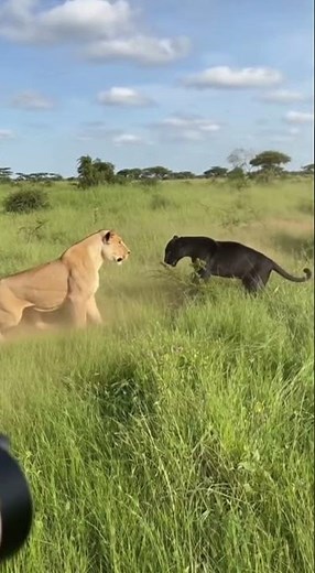 Black Panther vs Two Lions | Real Wildlife Battle Caught on Camera