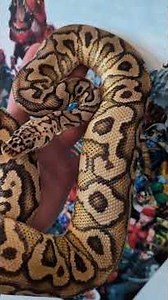 Amazing Ball Pythons! The Pastel Spotnose Hurricane Clown!