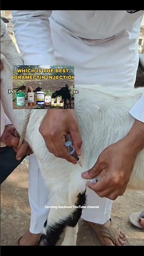 how to do ivermectin injection for sheep and goats